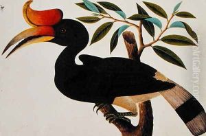 Ingang, from 'Drawings of Birds from Malacca', c.1805-18 (2)