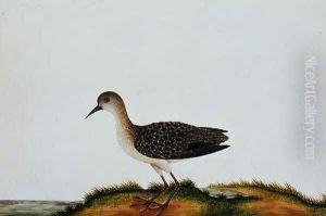 G. Plover Bird, from 'Drawings of Birds from Malacca', c.1805-18