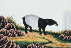 Tapir of Malacca, from 'Drawings of Animals, Insects and Reptiles from Malacca', c.1805-18