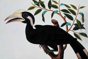 Ke-ke, from 'Drawings of Birds from Malacca', c.1805-18 (2) by Anonymous Artist