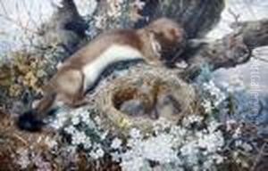 A Weasel And Bird's Nest In Spring