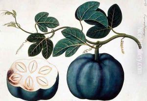 Mendickay or Water Melon, from 'Drawings of Plants from Malacca', c.1805-18