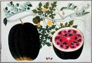 Mindikay or Water Melon, from 'Drawings of Plants from Malacca', c.1805-18