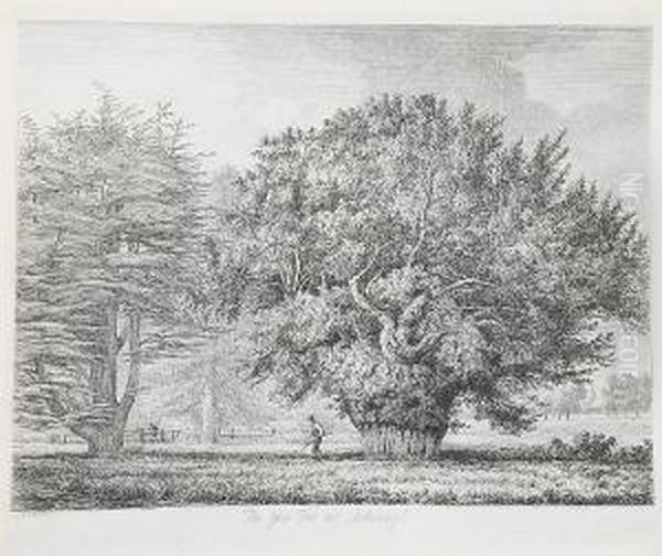 The Abbot's Oak At Woburn - view 1