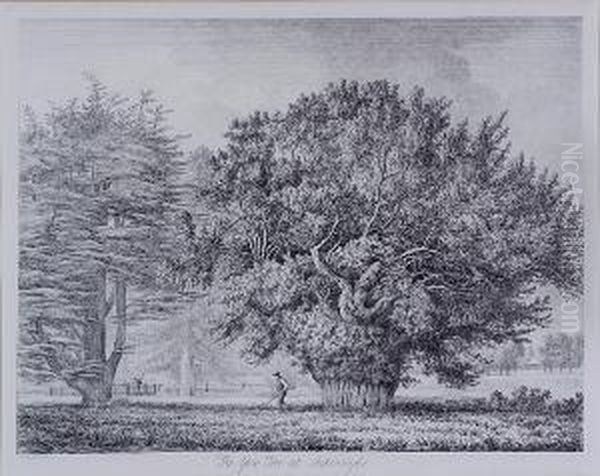 The Yew Tree At Ankerwyke - view 1