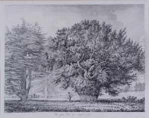 The Yew Tree At Ankerwyke by Jacob George Strutt
