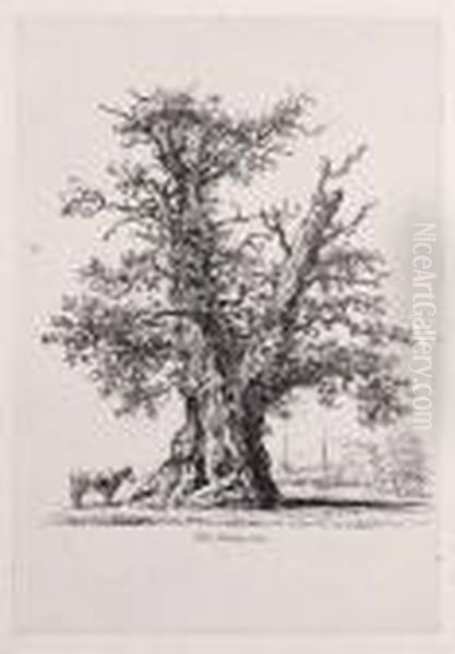 Sylva Britannica - view 1