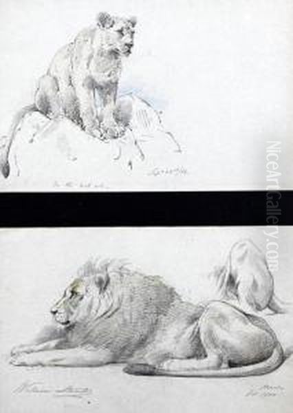 'on The Look Out', A Study Of A Lioness - view 1