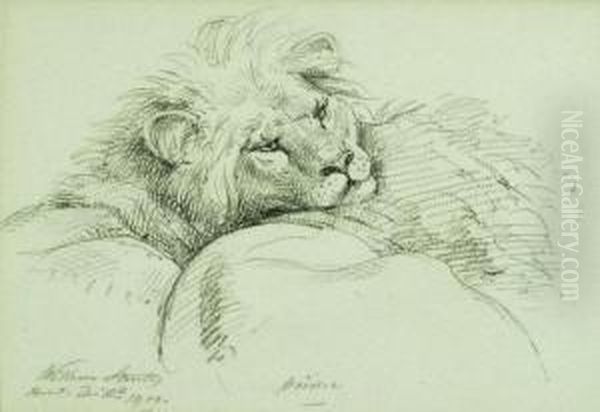 A Lion - view 1