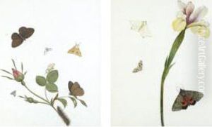 Three Framed Studies Of Flowers With Butterflies by Nicolas Struyk