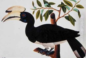 Ke-ke, from 'Drawings of Birds from Malacca', c.1805-18 (4) by Anonymous Artist