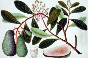 Langote or Mangifera, from 'Drawings of Plants from Malacca' by Anonymous Artist