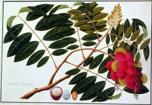 Sangole latong, from 'Drawings of Plants from Malacca', c.1805-18 by Anonymous Artist