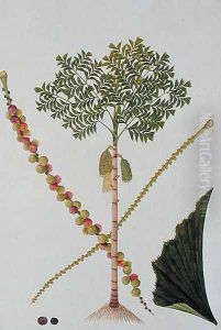 Tookas, Caryota wiens, from 'Drawings of Plants from Malacca', c.1805-18 by Anonymous Artist