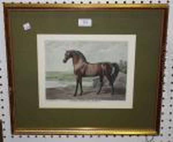 Warren Hastings Arabian - view 1
