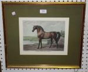 Warren Hastings Arabian Warren Hastings Arabian
