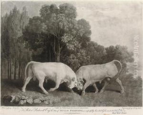 Bulls Fighting - view 1