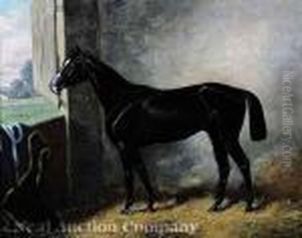 A Thoroughbred Horse Inits Stall - view 1