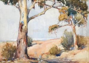 Summer Gums by Reginald Ward Sturgess