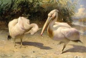 Two Pelicans by George Sturm