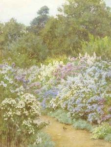 Michaelmas Daisies, Munstead Wood, Godalming, Surrey