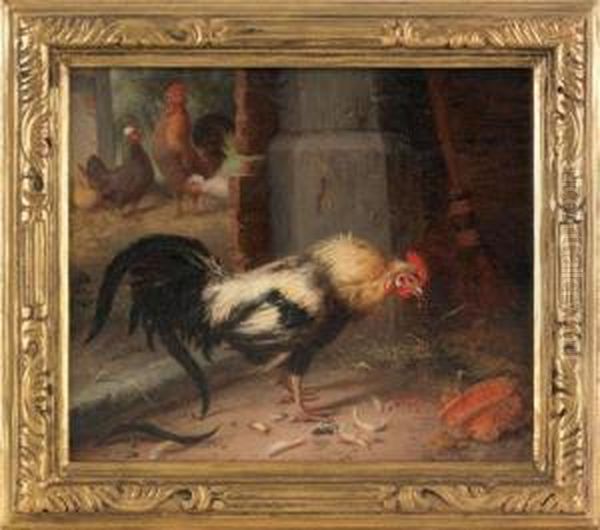 A Rooster - view 1