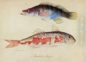 Etude De Deux Poissons : Barchetta Et Trcylia