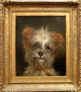 A Yorkshire Terrier