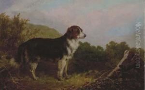Watch Dog On Top Of A Hill