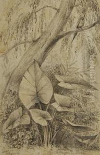Arum Esculentum Rio De Janeiro - view 1
