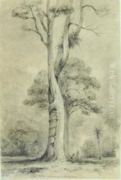 Swainson Rata Embracing At Pukatea Petoni Forest - view 1