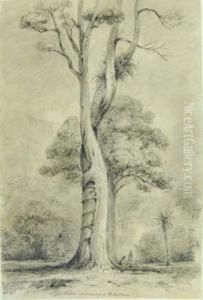 Swainson Rata Embracing At Pukatea Petoni Forest by William Swainsson