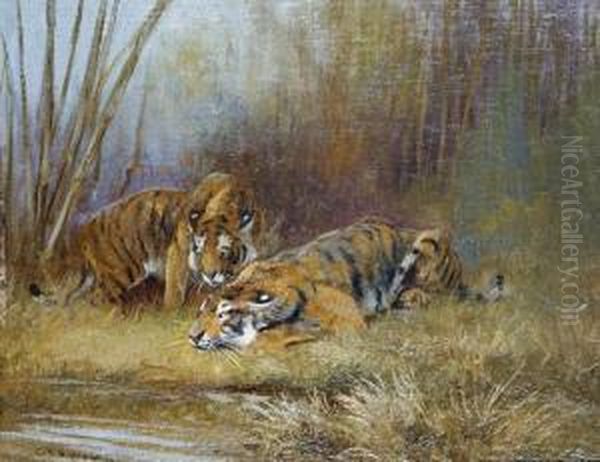Tigers By A Watering Hole - view 1