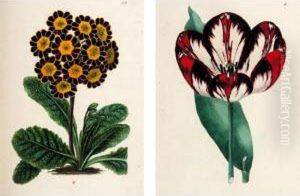 [sweet, Robert]. Original Watercolours By For The Florist's Guide And Cultivator's Directory. English, 1826-1831 by Robert Sweet