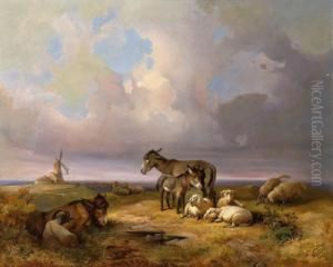 Weite Landschaft Mit Schafen