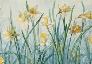White Narcissus