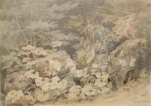 A study of undergrowth at Chudleigh, Devon