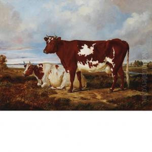 Cows Resting In A Pasture - view 1