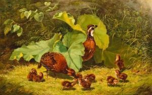 Quail And Young