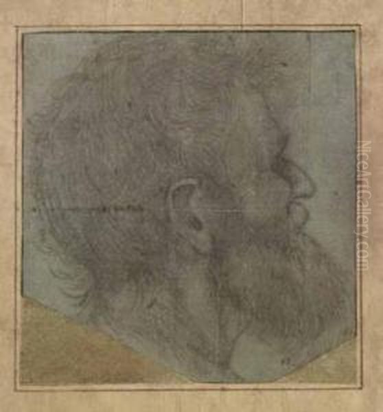 Testa Virile - view 1