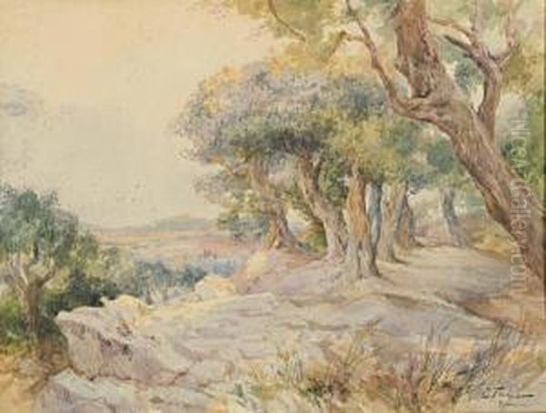 Paesaggio Boschivo Con Olivi - view 1