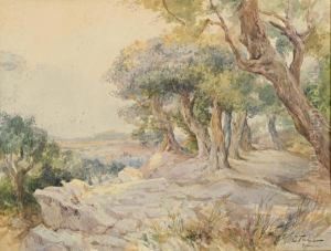 Paesaggio Boschivo Con Olivi
