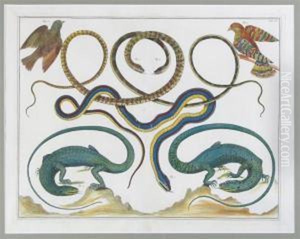 Reptiles Including Snakes, Lizards, Crocodiles - view 1