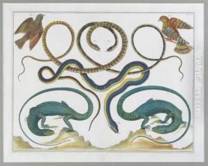 Reptiles Including Snakes, Lizards, Crocodiles