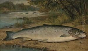 The Catch Of The Day by Thomas G. Targett