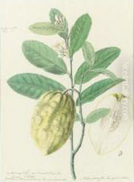 Botanical Drawing Of A Lemon Plant - view 1