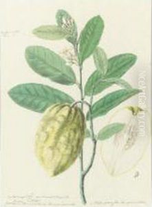 Botanical Drawing Of A Lemon Plant by J. Tarrant