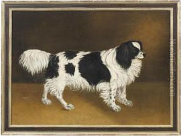 A Black And White Spaniel - view 1