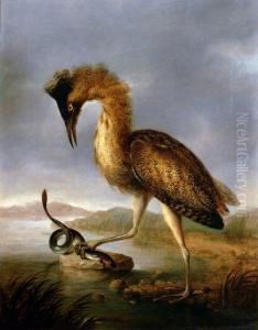 Bittern Trapping An Eel, In A Marshland Setting