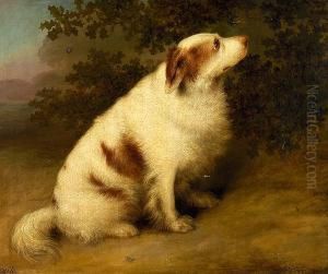 "carlo" - Portrait Of A Spaniel by Stephen Taylor